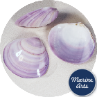 Polished Violet Clam - Decor Pack